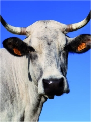 Valentine, une vache de race gasconne
Photo : © SIA 2012