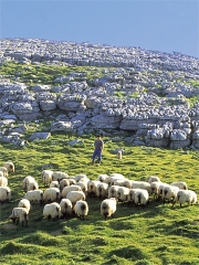 Fromage Brebis Pur Pyrénnées
Photo : Fromages Brebis Pur Pyrénnées