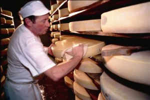 Au terme d'un séjour en cave, le Comté reçoit 
des soins presque quotidiens des maîtres affineurs 
et toute l'attention du chef de cave.
Crédit Photo : CIGC