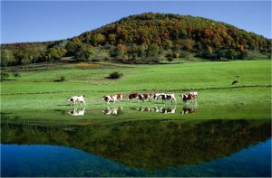 La vache Montbéliarde est la seule race 
reconnue pour la production du lait à Comté
Photo : © Marc Paygnard pour le CIGC