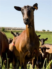 Troupeau de chèvres
Photo : © Isabelle Trévidic