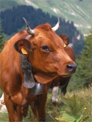 Pedro Studio Photo
Crédit Photo : © Pedro Studio Photo