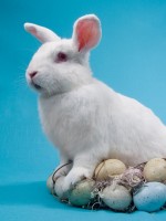 © iStockPhoto- Lewis Wright