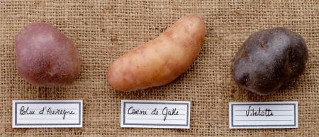 Trois anciennes variétés par Touquet Savour