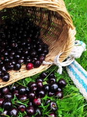 Beignets de cerise de Fougerolles
Photo : DR