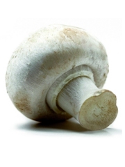 Champignons de Paris (05/2014)