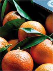 Clémentine de Corse (11/2012)