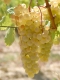 Raisin : Chasselas de Moissac AOC (08/2011)