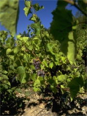 Bouteilles de Marcillac
Photo : © G. Tordjeman