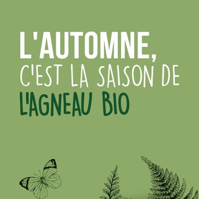 L'automne, c'est la saison de l'agneau bio.