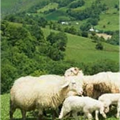 Agneau de Lait des Pyrénées IGP