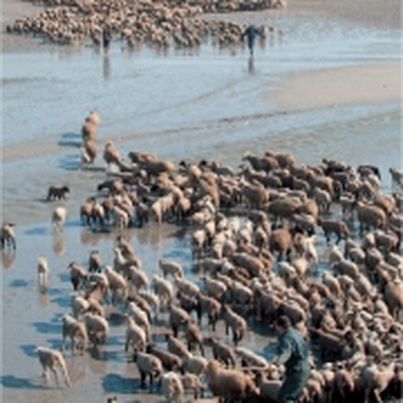 Prés-salés de la baie de Somme