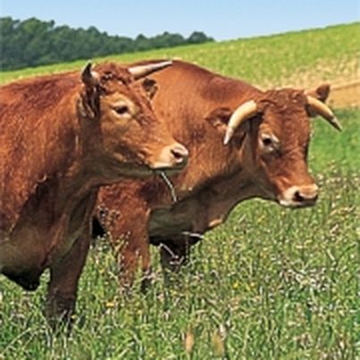 Le boeuf de Chalosse