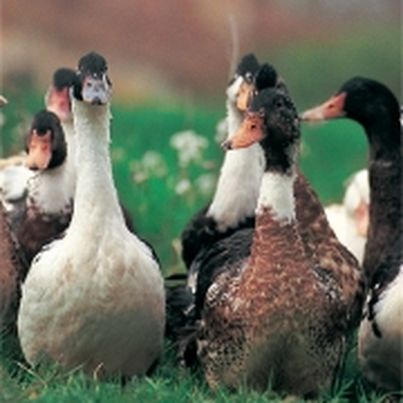 Canards fermiers des Landes Le goût de l'authentique