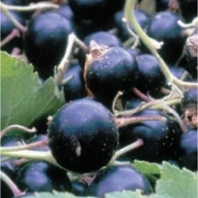 Le cassis, petit fruit pour une grande forme…