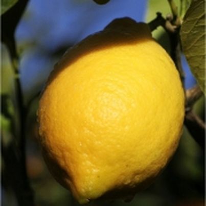 Citron de Menton