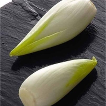 Dossier sur les endives