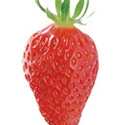 Les fraises françaises : goût et qualité