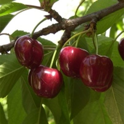 Les cerises