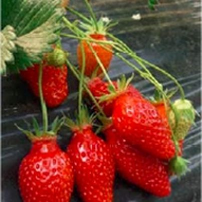 Les fraises de Nîmes obtiennent l'indication géographique protégée (IGP)