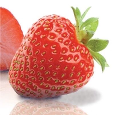 La Fraise du Périgord Toutes les variétés de fraises