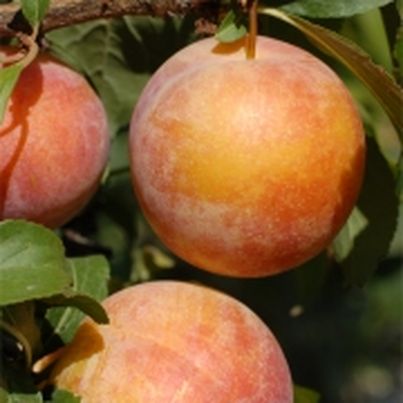 Dossier sur les fruits d'été : Les prunes