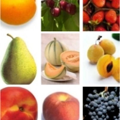 Dossier sur les fruits d'été