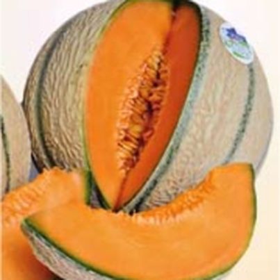 Melon du Haut-Poitou IGP