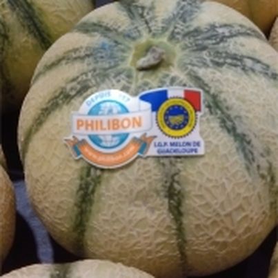 Dossier sur le Melon Philibon