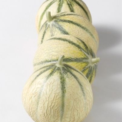 Dossier sur le Melon