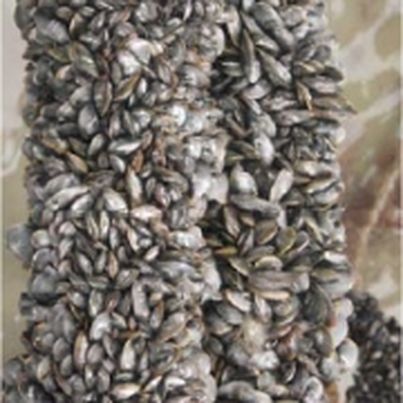 La première spécialité traditionnelle garantie (STG) française pour les moules de bouchot