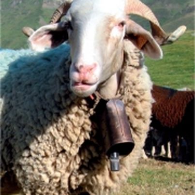 Mouton Barèges Gavarnie