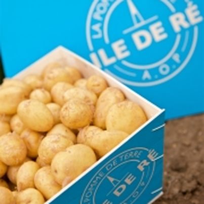 Les pommes de terre de primeur de l'Ile de Ré
