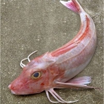 La carpe