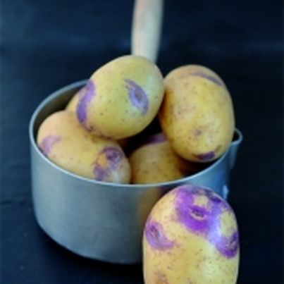 Pomme de terre Blue Belle