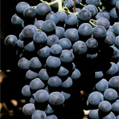 Muscat du Ventoux