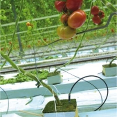 Protection Biologique Intégrée (PBI)