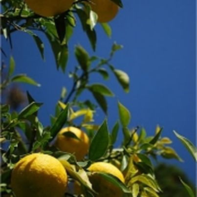 Le Yuzu