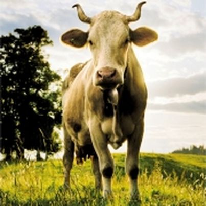 Les Fromages de Suisse : L'Emmentaler AOP suisse