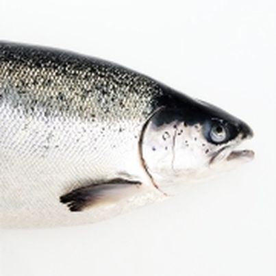 Le Coeur de Saumon de Norvège