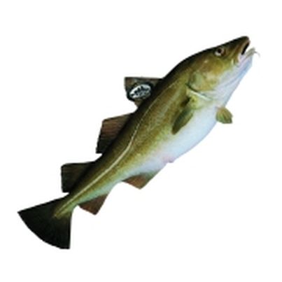 Le Skrei de Norvège