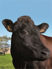Filouse, la star du Salon de l'Agriculture 2015 Photo : © P Parchet / SIA 2015