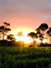 Vignoble de la côte ouest de l'Australie