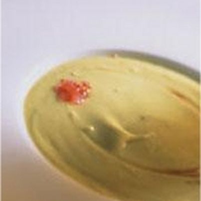 Soupe froide d'avocat à la bière, tomates concassées