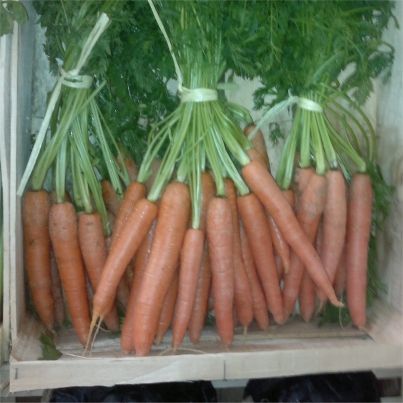 Recettes à base de carottes