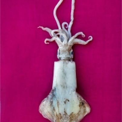 Recettes de calmar, de seiche et de poulpe