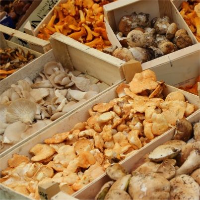 Recettes à base de champignons : cuisiner les champignons
