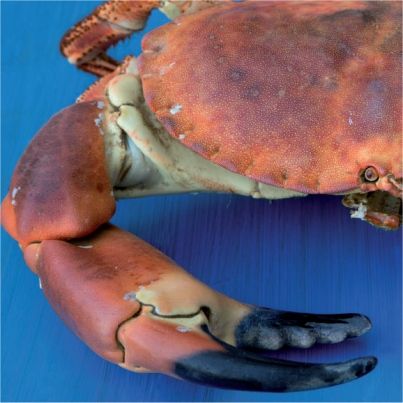Recettes de tourteau (ou de crabe)