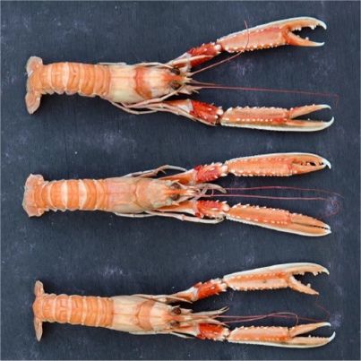 Recettes de langoustines