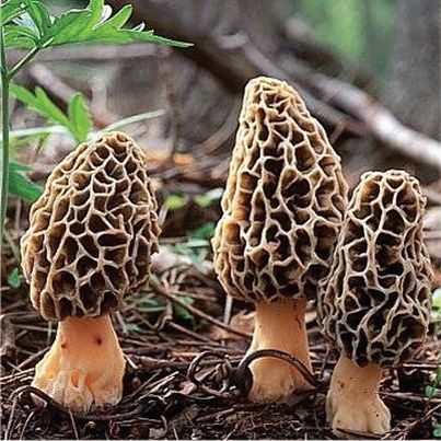 Recettes à base de morilles